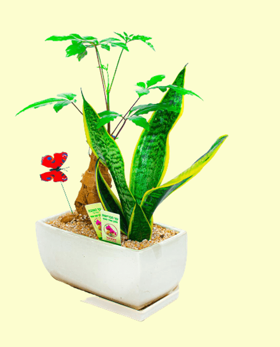 עץ הבריאות - Snake Plant ועץ האהבה בכלי קרמיקה לבן