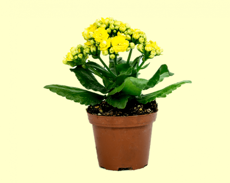 צמח ניצנית עם פריחה צהובה