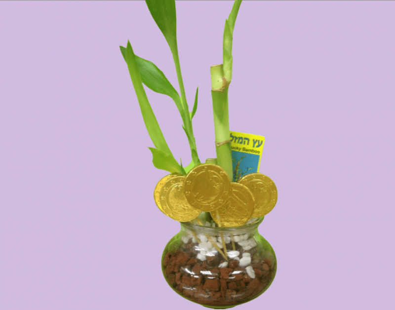 עץ המזל - Lucky Bamboo ומטבעות שוקולד לכבוד חג החנוכה